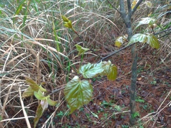 Acer morrisonense