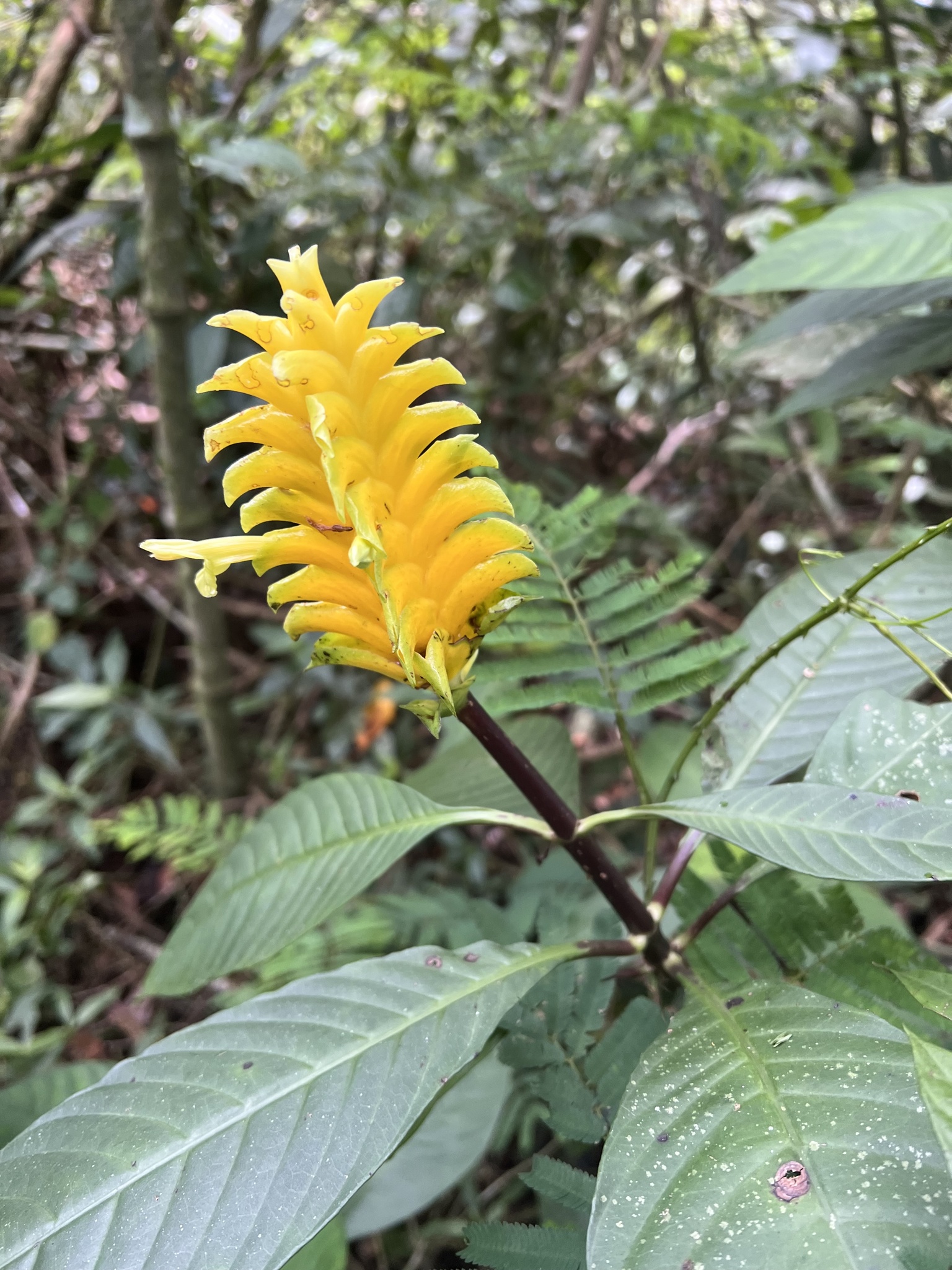 Imagem de Planta zebra