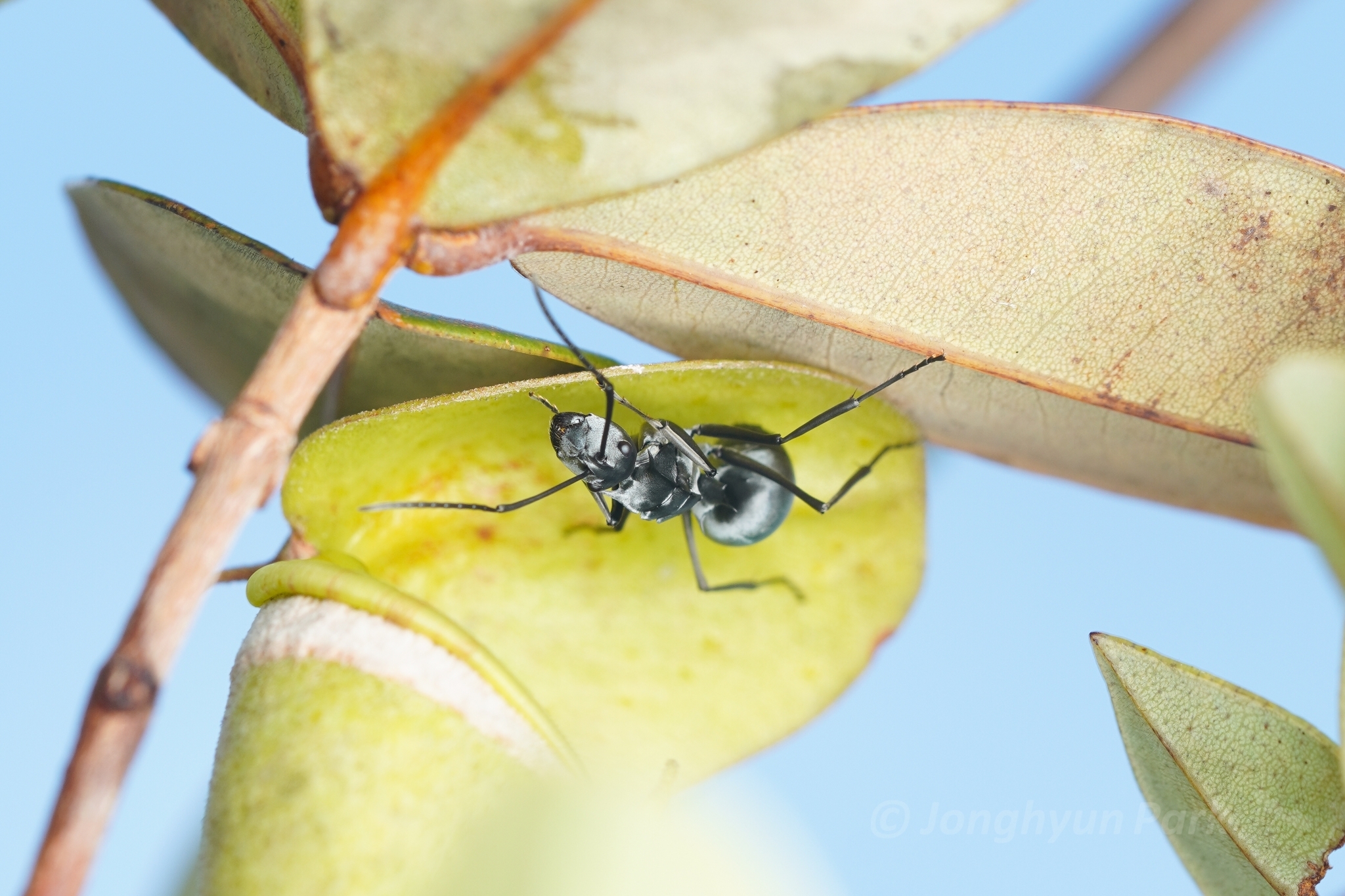 Polyrhachis pruinosa