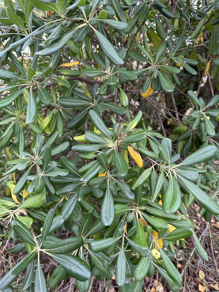 Pittosporum tobira, Lido, Venedig, Venetien, IT