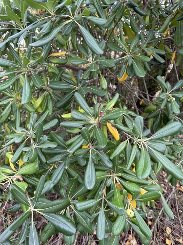 Pittosporum tobira