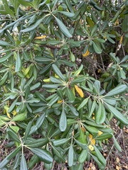 Japanese Pittosporum (Pittosporum tobira)