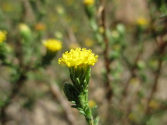 Marasmodes