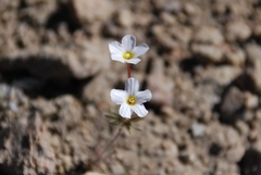 Leptosiphon breviculus