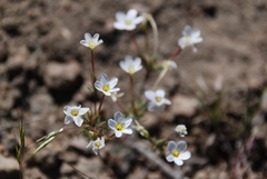 Leptosiphon breviculus