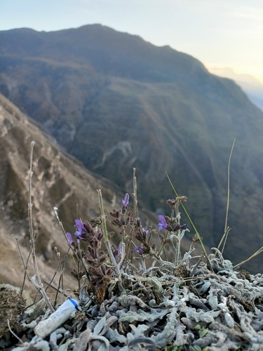 Image of Salvia canescens by no rights reserved