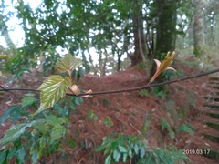 Acer morrisonense