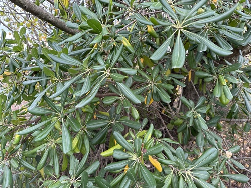 Pittosporum tobira