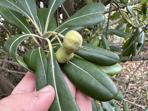 Pittosporum tobira