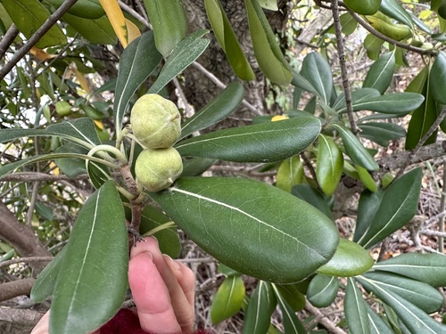 Pittosporum tobira