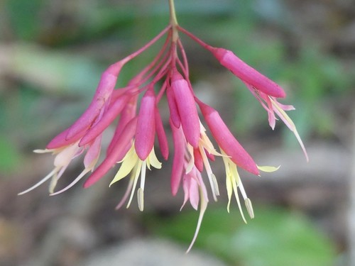 Bauhinia jenningsii
