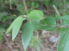 Bauhinia jenningsii