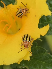 Disonycha spilotrachela