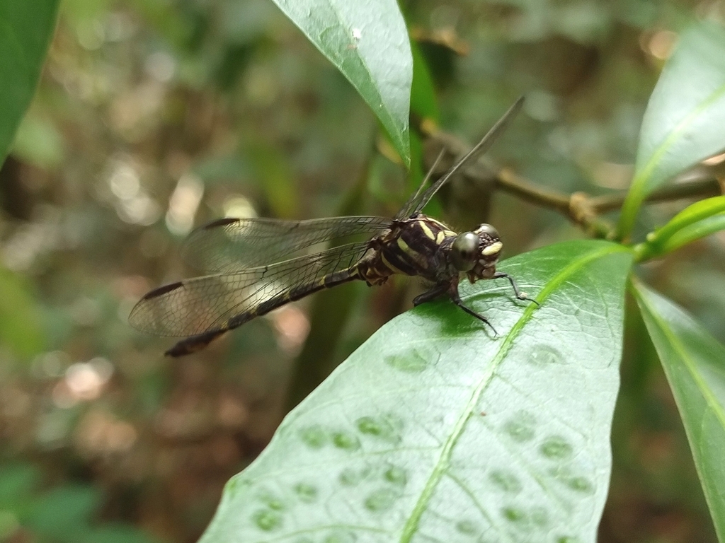 Progomphus complicatus