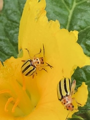 Disonycha spilotrachela