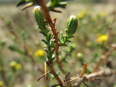 Marasmodes
