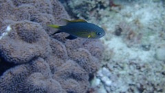 Pycnochromis vanderbilti