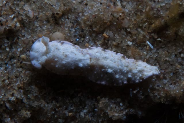 Dermatobranchus tuberculatus