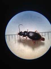 Patrobus longicornis