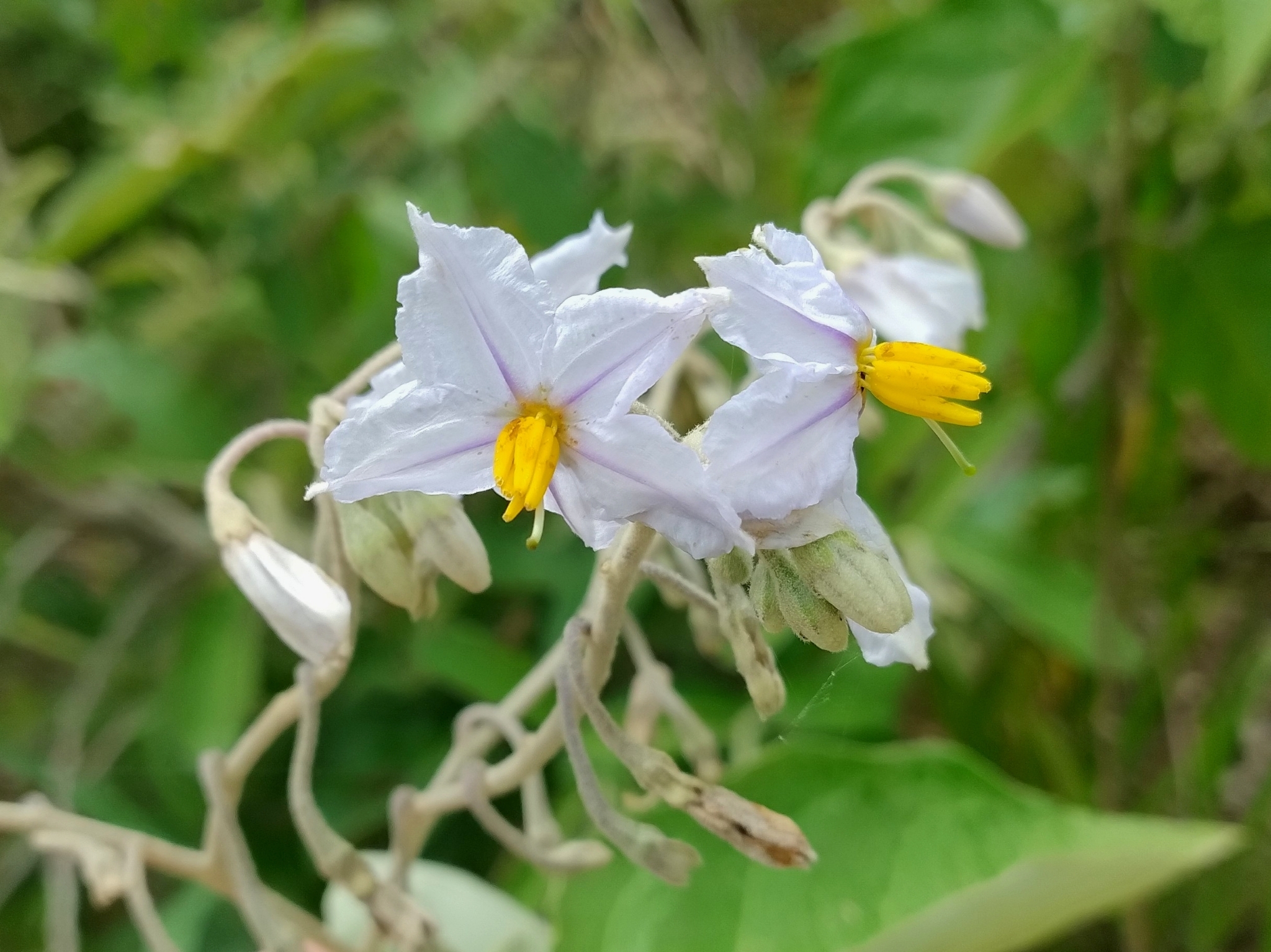 Solanum paniculatum