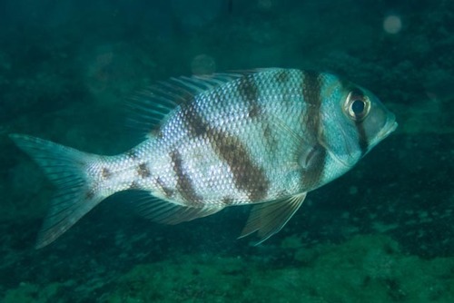 Gymnocranius grandoculis