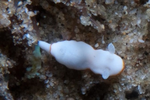 Goniobranchus albonares