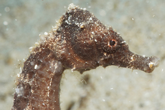 Sea Pony photo 2