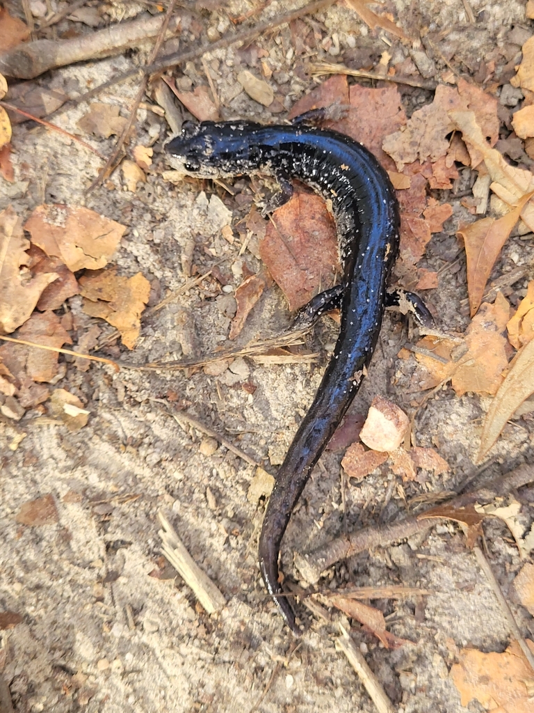 Whitespotted Slimy Salamander from Providence Estates East, Charlotte