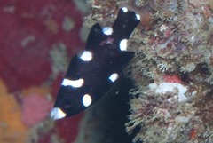 Bodianus axillaris