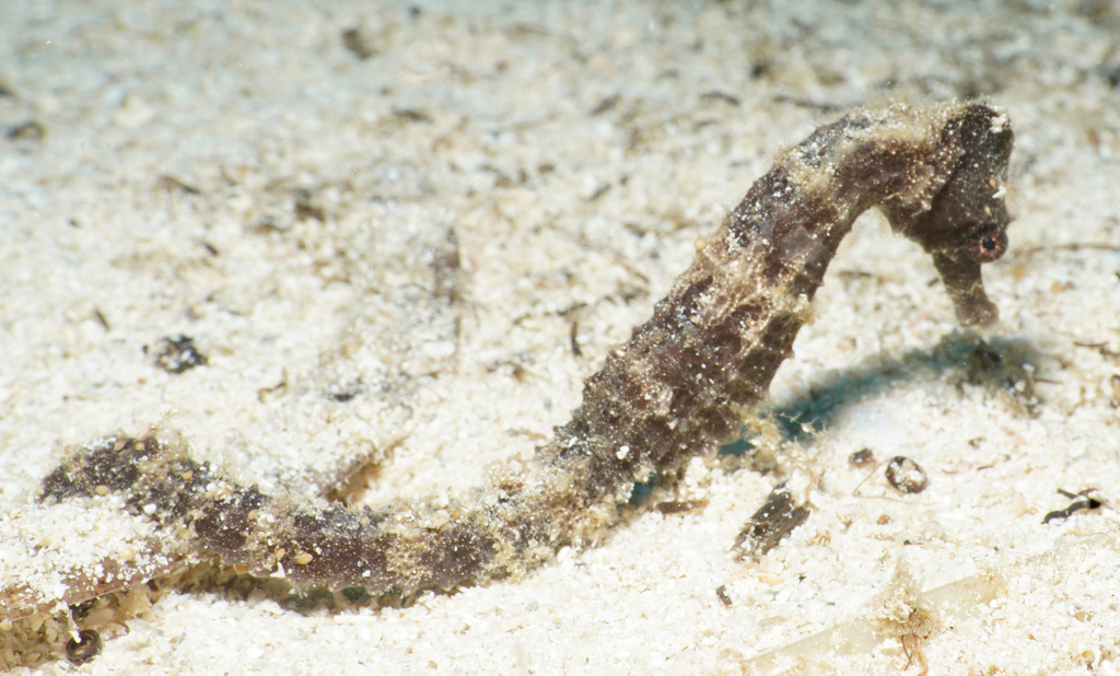 Sea pony (Hippocampus fuscus) — Syngnathidae