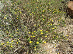 Marasmodes