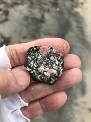 Homotrema rubrum