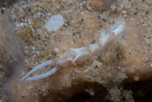 Samla macassarana