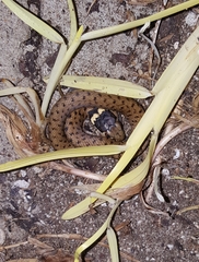 Natrix astreptophora