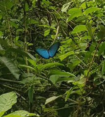 Morpho helenor maculata