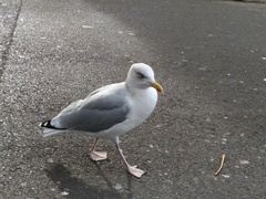 Larus argentatus