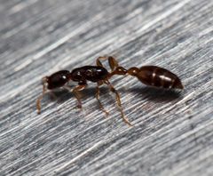 Tetraponera