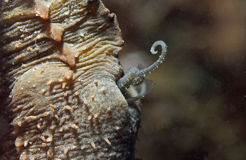 Long-snouted Seahorse