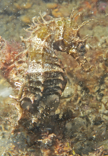 Long-snouted seahorse (Hippocampus guttulatus) — Syngnathidae — 4