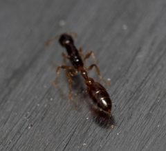Tetraponera