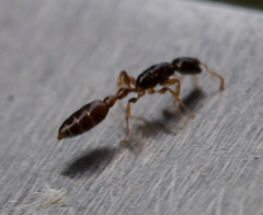 Tetraponera