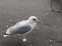 Larus argentatus
