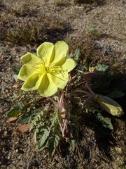 Oenothera primiveris