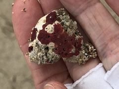 Homotrema rubrum