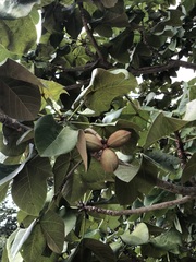 Sterculia apetala image