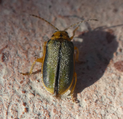 Xanthogaleruca luteola