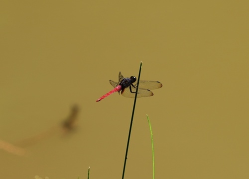 Common Red Skimmer