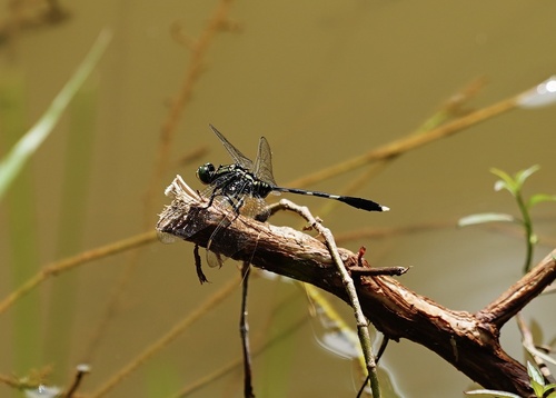 Slender Skimmer