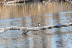 Podiceps auritus