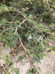 Vachellia macracantha
